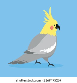 Gray parrot with yellow head