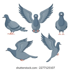 Grautaube fliegen sitzend verschiedene Posen Set Vektorflache Illustration. Geflügel tauchte ein urbanes Tier mit Schnabel und Pfoten auf. Schöner Flugcharakter genießen Freiheit