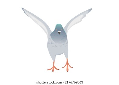 Gray pigeon with green head flying city dove bird vector illustration cartoon animal design