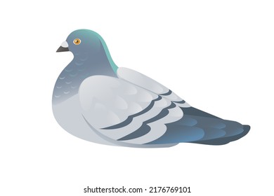 Gray pigeon with green head standing on ground city dove bird vector illustration cartoon animal design