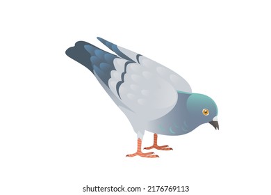 Gray pigeon with green head standing on ground city dove bird vector illustration cartoon animal design