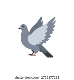 A gray pigeon in mid-flight, wings spread, against a white background.