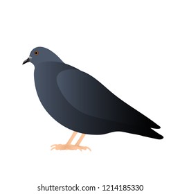gray pigeon sitting, isolated on white background
