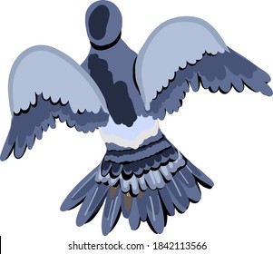 Gray pigeon with spread wings in flight
