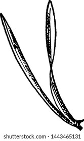 Gray Pine Needles vintage illustration. 
