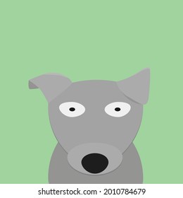 gray pitbul dog on green background