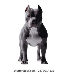 Gray pitbull dog with white spot. Isolated cutout on a transparent background