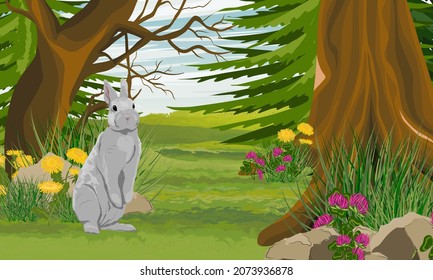 A gray rabbit stands at the edge of a mixed forest with clover and dandelion wildflowers. Rabbits in the habitat. Realistic vector landscape