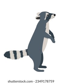 Gray Raccoon standing on hind lags. Wild Animal with striped fluffy tail. Wild mammal forest raccoon. Vector illustration isolated on white background.
