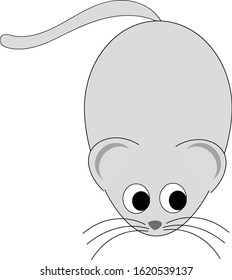 Gray rat. Mouse. Isolated rat on white background