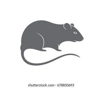 Gray rat. Mouse. Isolated rat on white background