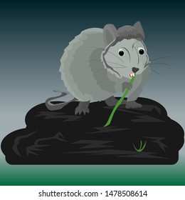 Gray rat at night sits on a large stone near a swamp and nibbles on bamboo, vector