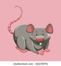 Gray rat on pink illustration