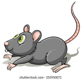 A gray rat on a white background