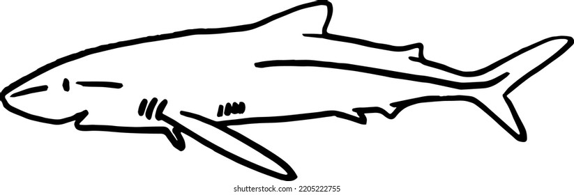 Gray reef shark fish predator vector zoological naturalistic illustration outline isolated on white