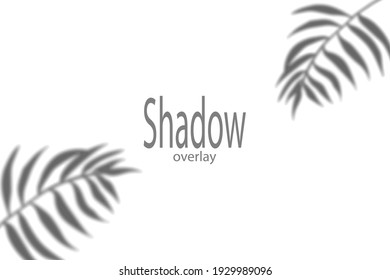 Gray shadow from leaves on a white background. Vector illustration.