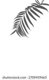 Graue Schattenüberlagerung einer tropischen Palmenfront, die diagonal einen sanften Lichteffekt auslöst. Diese elegante Grafik eignet sich perfekt für minimalistische Sommer-, Schönheits- oder Produkt-Display-Hintergründe.