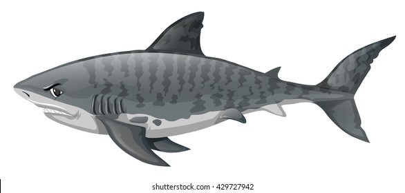 Gray shark looking angry illustration