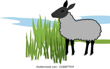 Gray sheep with black head and green grass isolated on white background