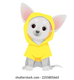Gray small chihuahua dog in a yellow raincoat
