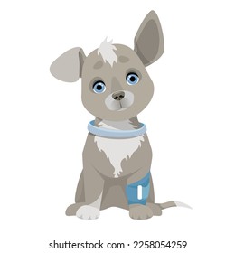 Gray small dog with a blue bandage bandaged paw