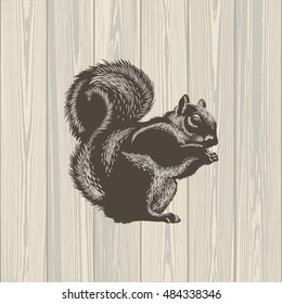 Gray Squirrel on wooden background, illustration, vector 