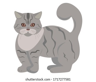 Gray tabby cat isolated on a white background. Vector illustration of a cute cat. Thoroughbred cat vector icon