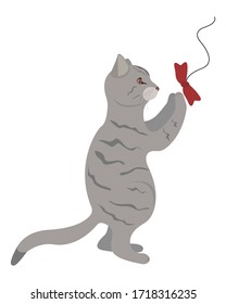 Gray tabby cat standing on two paws plays with a bow. Playing cat vector icon isolated on white background