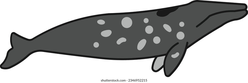 gray whale whale devil fish eschrichtius robutus animal Outline