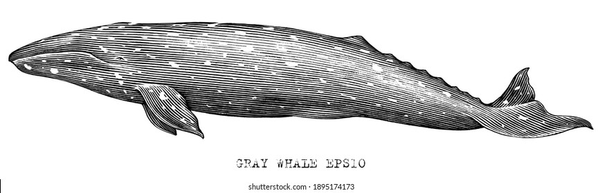 Gray whale hand draw illustration vintage engraving style black and white clip art isolated on white background