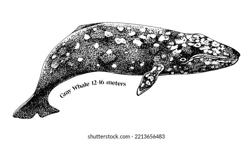 Gray whale hand draw illustration