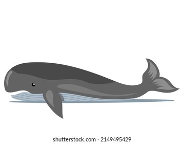 Gray whale swimming on white background. Ocean animal, big fish cartoon nautical character lives in water. Aquatic mammal infraorder cetaceans. Wild nature of worlf ocean. Underwater animal life