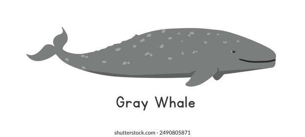 Gray whale vector illustration. Cute gray whale cartoon clipart, animal in flat style. Sea animals, underwater creatures, ocean animals, marine life concept. Grey whale vector design isolated on white