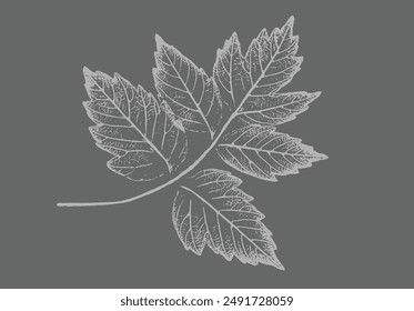 Gray and white leaf print stamp of botanical illustration. Plain leaf sketched art background.