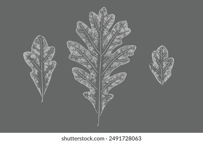 Gray and white leaf print stamp of botanical leaves and stem. Plain leaf sketched art background.