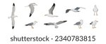 Gray and White Seagull Bird in Different Pose Vector Set