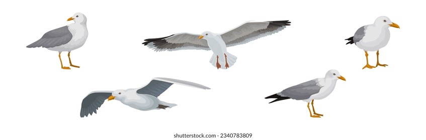Gray and White Seagull Bird in Different Pose Vector Set