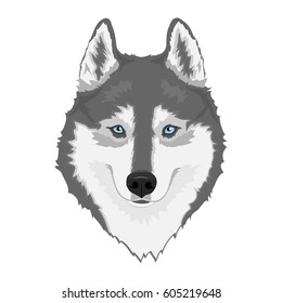 Gray and white Siberian husky with blue eyes. Hand drawn portrait of dog. Vector illustration