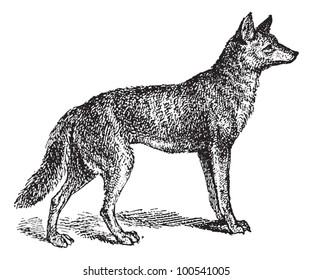 Gray Wolf or Canis lupus, vintage engraved illustration. Dictionary of Words and Things - Larive and Fleury - 1895