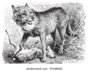 Gray wolf (Canis lupus) / vintage illustration from Meyers Konversations-Lexikon 1897