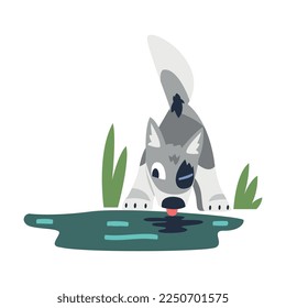 Gray Wolf Cub as Wild Hunting Animal Drinking Water from River Vector Illustration