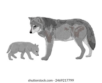 Gray wolf and her cub. Realistic vector animal