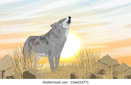 The gray wolf howls at sunset. Prairie with dry grass and stones. Realistic vector landscape