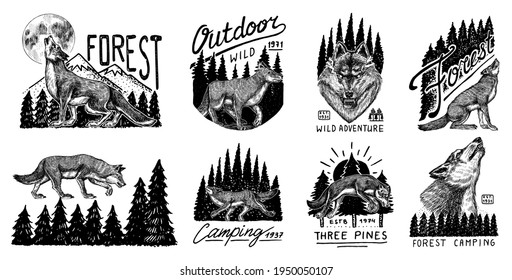 Gray wolf logo and badge. Forest and mountain and hill. Double exposure Concept. A predatory beast. Wild forest animal. Vector Engraved hand drawn Vintage old sketch for tattoo, t-shirt or typography.