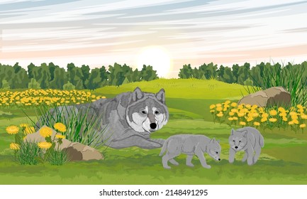 Gray wolf and a pair of wolf cub in a meadow with dandelions. Realistic vector landscape