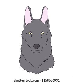 Gray wolf portrait, 
Colour, vector, white background