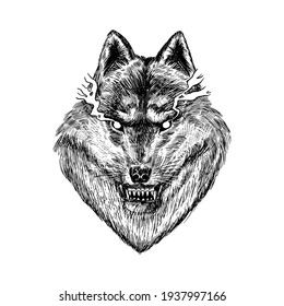 Gray wolf. Gray wolf. A predatory beast. Wild forest animal. Vector Engraved hand drawn Vintage old sketch for stamp, t-shirt or typography or badge.