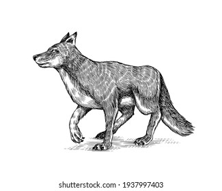Gray wolf  Gray