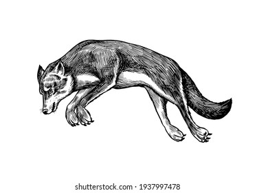 Gray wolf. Gray wolf. A predatory beast. Wild forest animal jumping. Vector Engraved hand drawn Vintage old sketch for stamp, t-shirt or typography or badge.