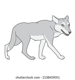 Gray wolf. Gray wolf. A predatory beast. Wild forest animal. Vector Engraved hand drawn Vintage old sketch for stamp, t-shirt or typography or badge.